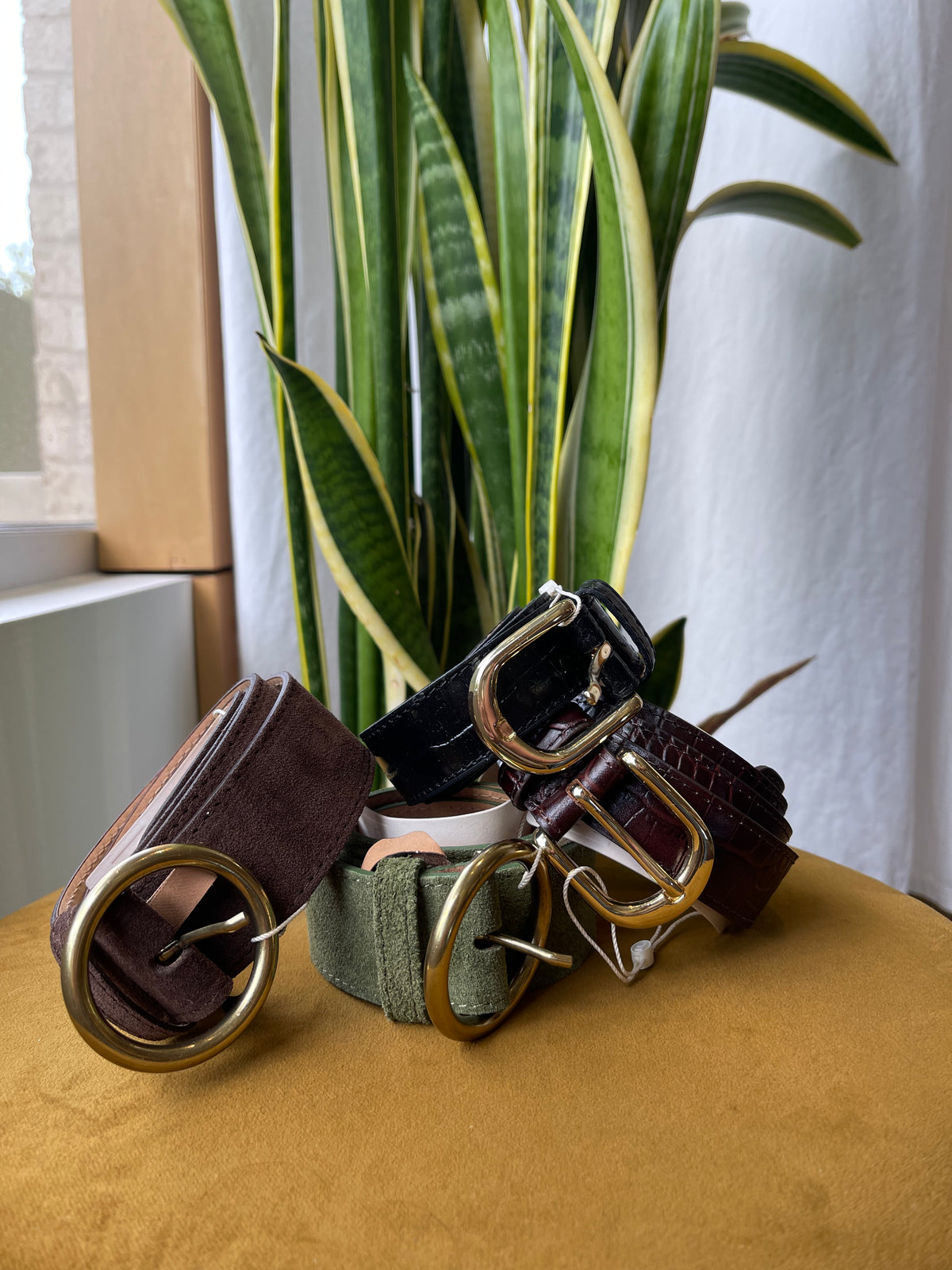Ocicat Bordeaux Belt